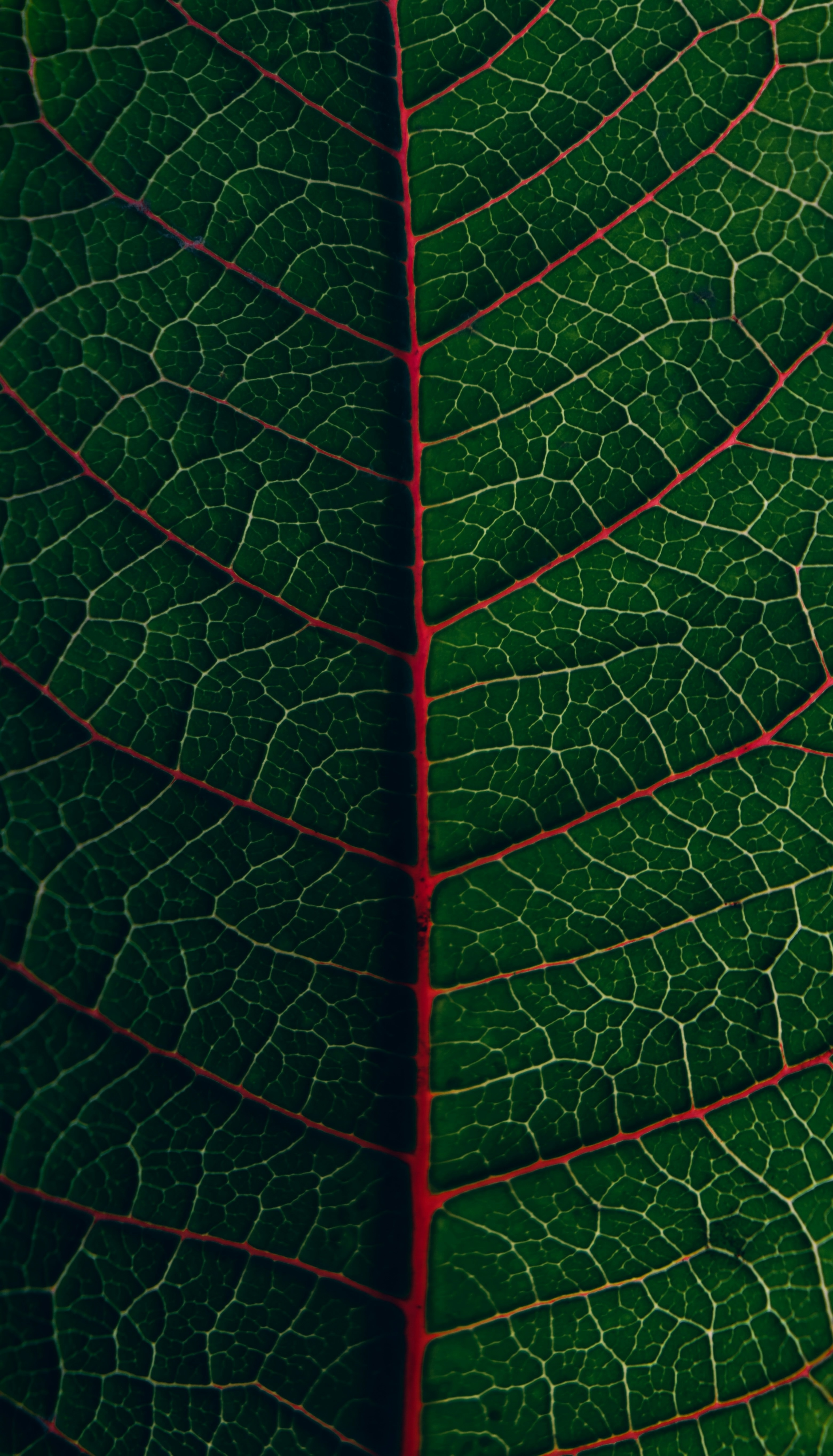 Abstract natural background